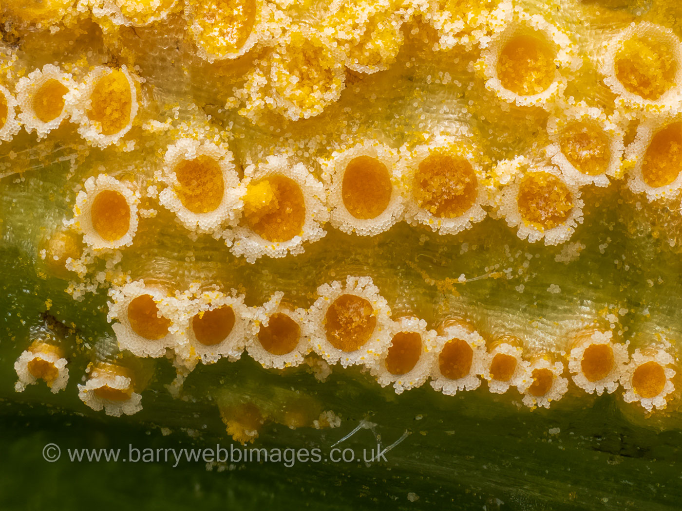 Puccinia urticata  by Barry Webb